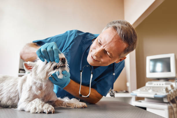 Best Emergency X-Rays and Diagnostics in Cedartown, GA